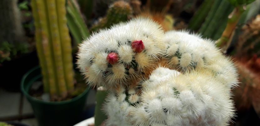  - Cactusi 2020