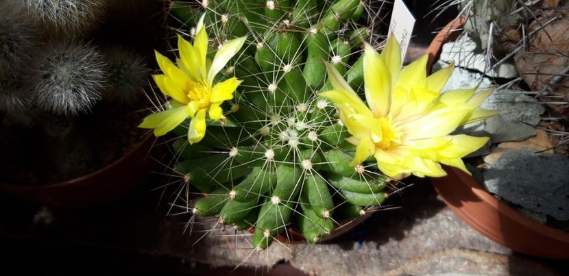  - Cactusi 2020