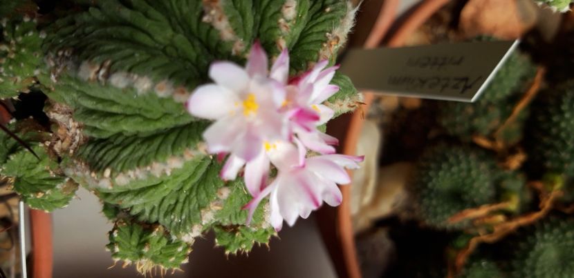 20200705_123047 - Kopie - Cactusi 2020