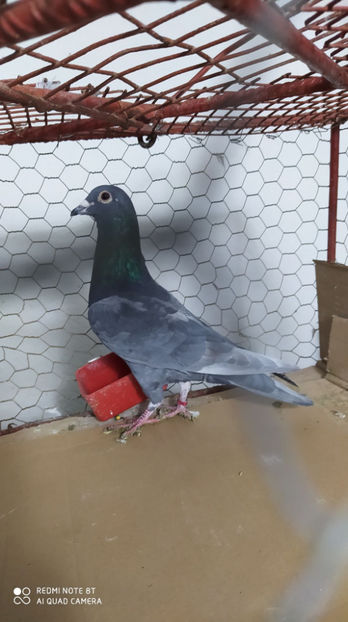  - Achizitie 9 Martie 2021