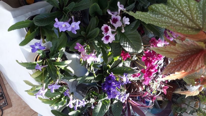  - STREPTOCARPUS