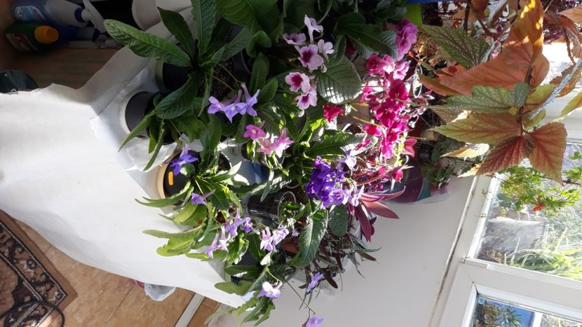  - STREPTOCARPUS