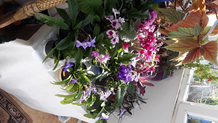  - STREPTOCARPUS