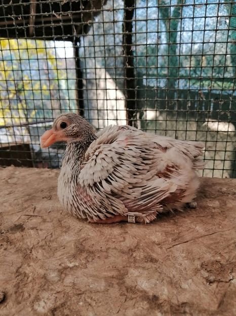 AGH - Tineret AGH 2021