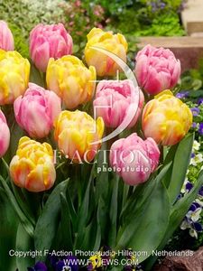 FA-15-0044-Tulipa-Foxtrot-Foxy-Foxtrot-mixed-1 - BULBI DE FLORI-achizitii