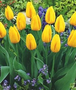 tulipa yokohama - BULBI DE FLORI-achizitii