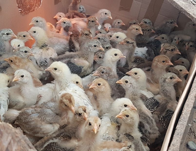 Seria 2 ....eclozati 19 martie - a__Pui si tineret brahma 2021