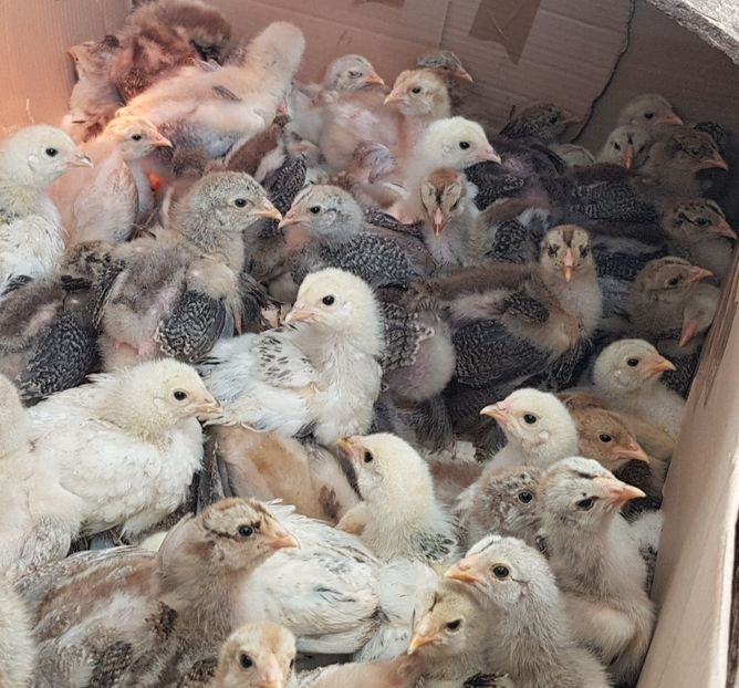  - a__Pui si tineret brahma 2021