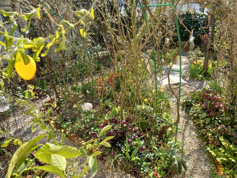  - Grădina 2021 continuare 1