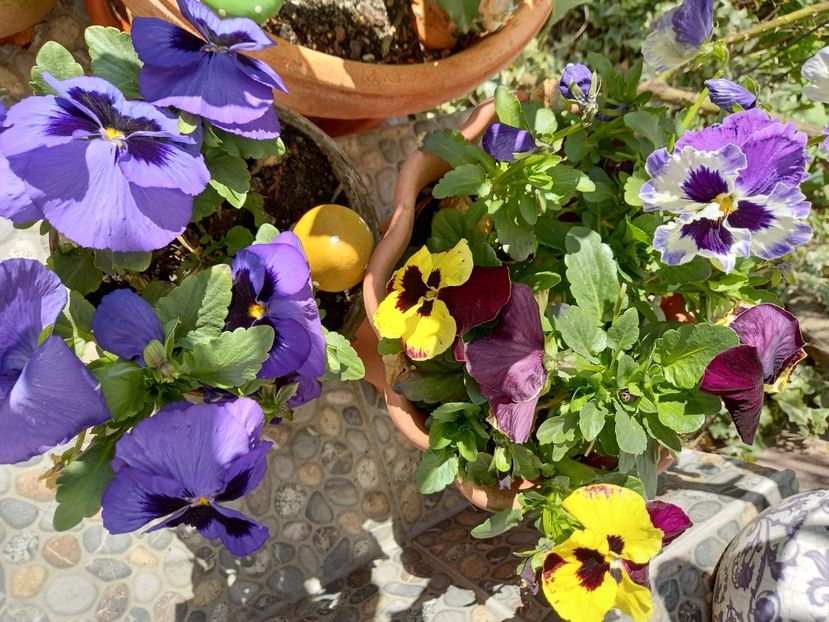  - Grădina 2021 continuare 1