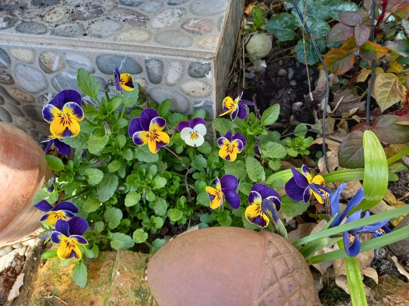  - Grădina 2021 continuare 1