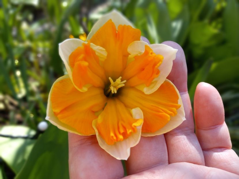  - Grădina 2021 continuare 1