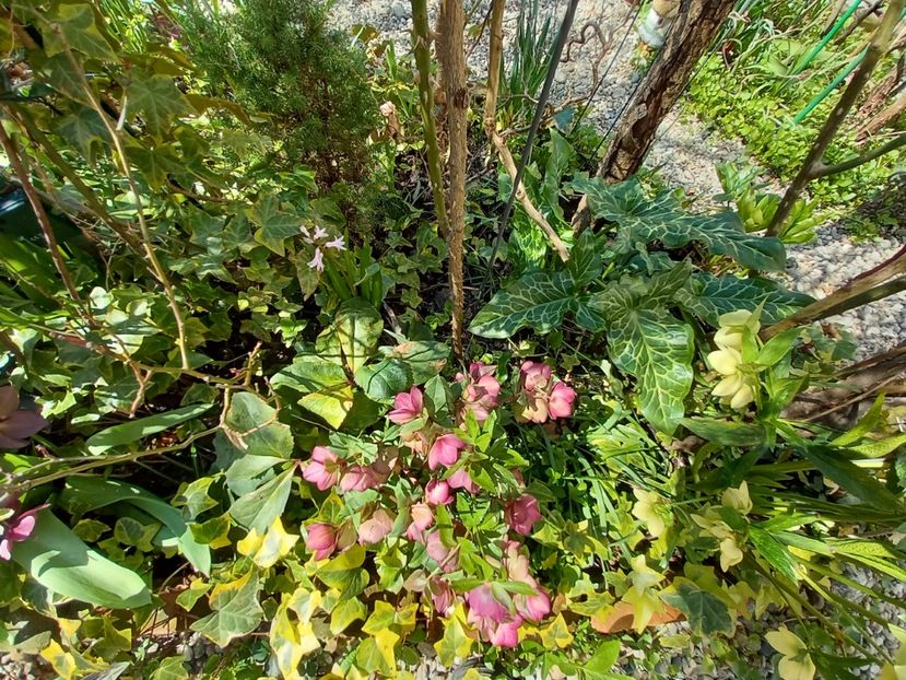  - Grădina 2021 continuare 1