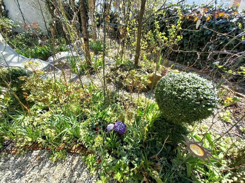  - Grădina 2021 continuare 1