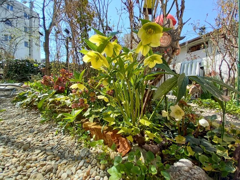  - Grădina 2021 continuare 1