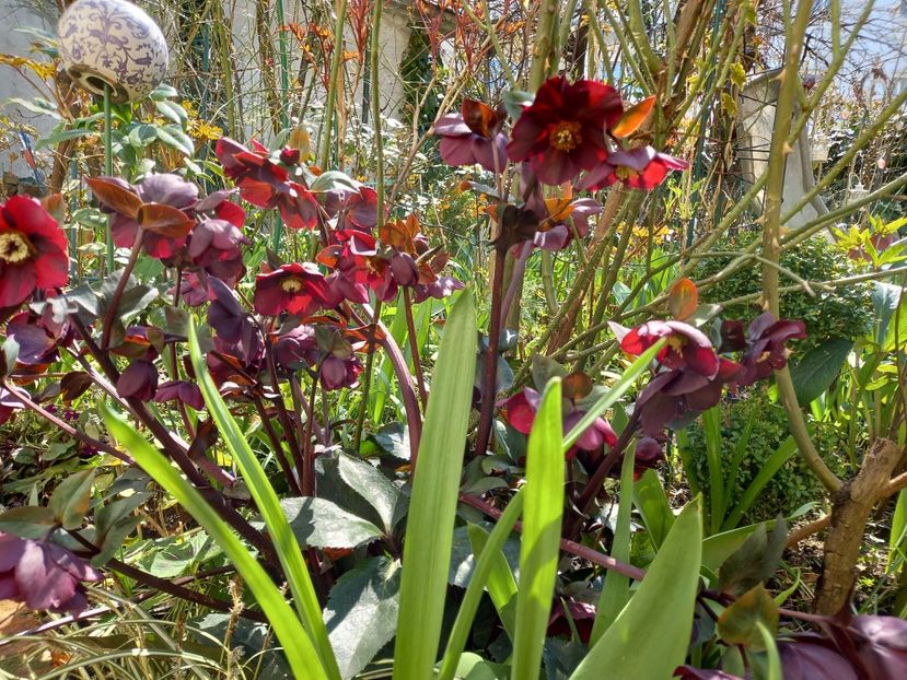  - Grădina 2021 continuare 1