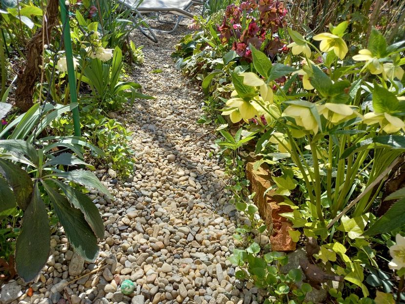  - Grădina 2021 continuare 1