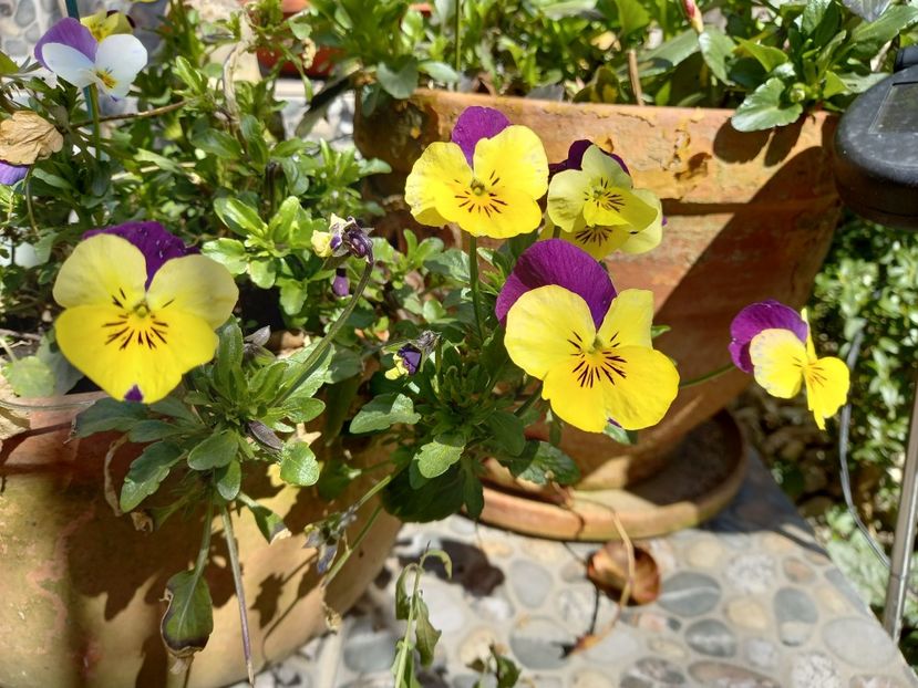  - Grădina 2021 continuare 1