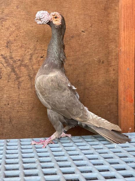 CF17802F-ECE0-4C06-BB06-FEB9A22880C0 - Carieri