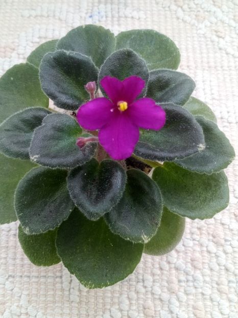 31 mar - ZZ Lyon s Mini Haha