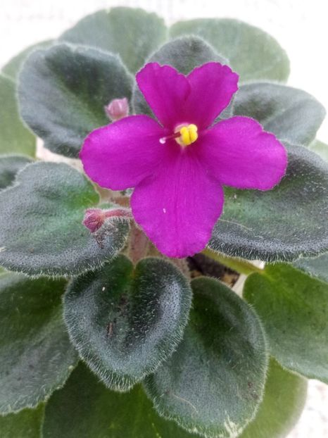 31 mar - ZZ Lyon s Mini Haha