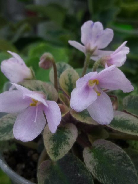 2 apr - MK Stayka Motiljkov