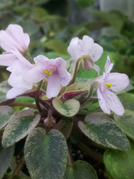 2 apr - MK Stayka Motiljkov