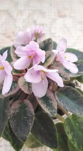 4 apr - MK Stayka Motiljkov