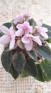 4 apr - MK Stayka Motiljkov