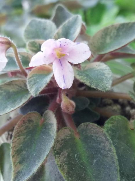 23 mar - MK Stayka Motiljkov