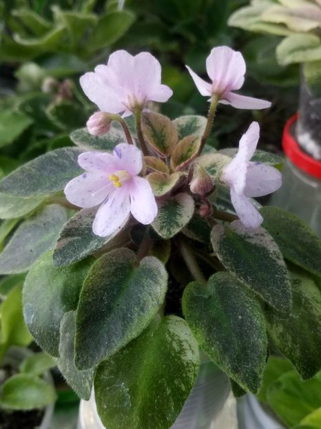 31 mar - MK Stayka Motiljkov