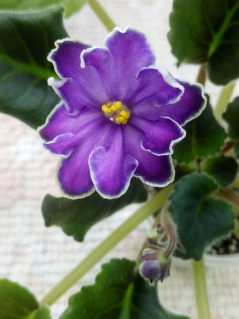 5 mar - ZZ King s Treasure