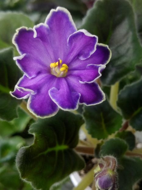 5 mar - ZZ King s Treasure