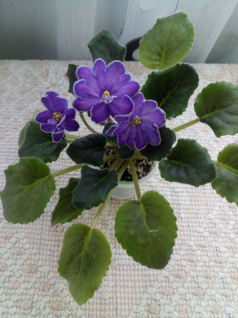 19 mar - ZZ King s Treasure