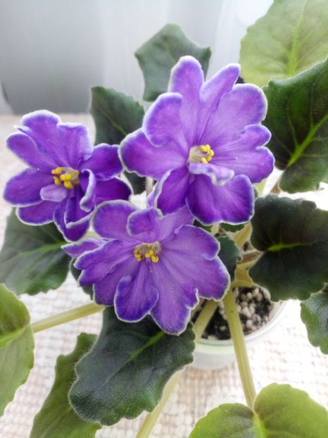 19 mar - ZZ King s Treasure