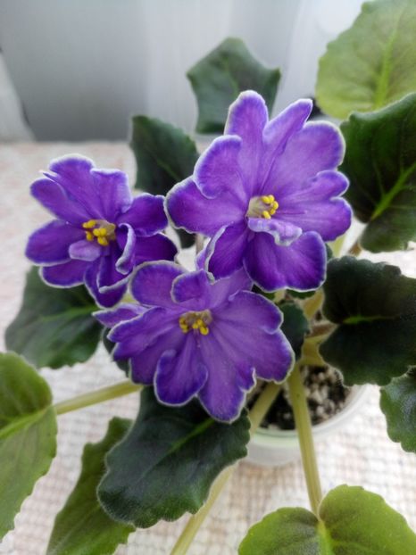 19 mar - ZZ King s Treasure