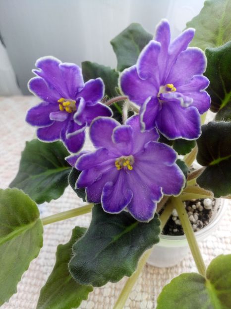 19 mar - ZZ King s Treasure