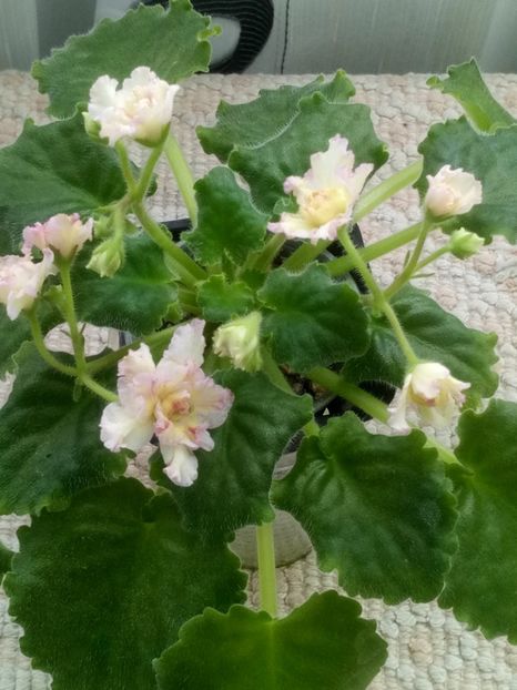 31 mar - AV Zheltaya Rosa