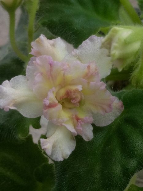 31 mar - AV Zheltaya Rosa