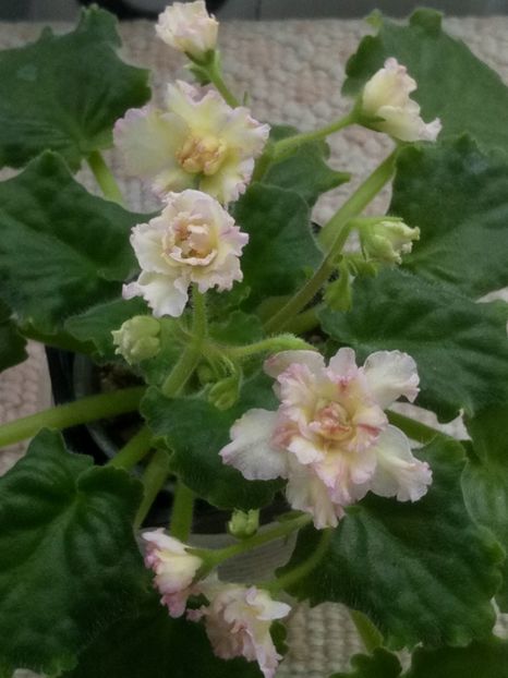 31 mar - AV Zheltaya Rosa