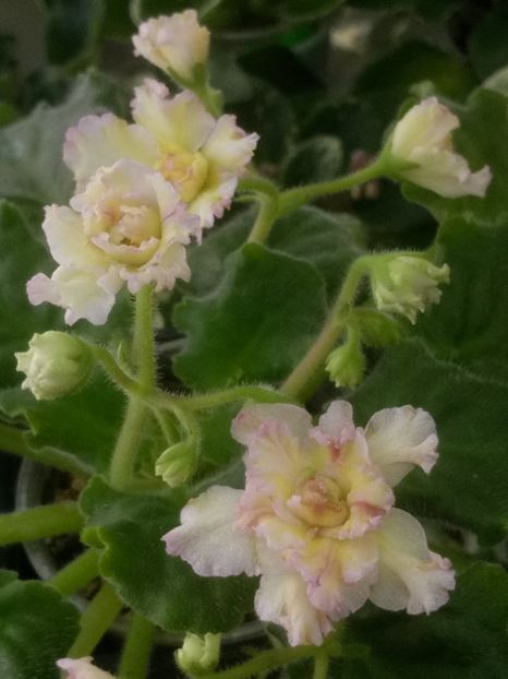 31 mar - AV Zheltaya Rosa