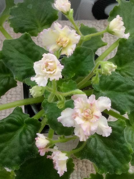 31 mar - AV Zheltaya Rosa