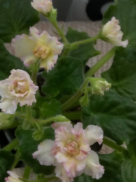 31 mar - AV Zheltaya Rosa