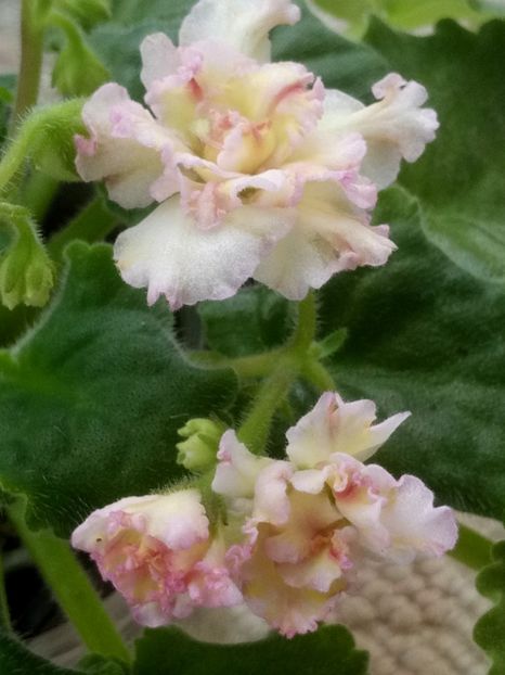 31 mar - AV Zheltaya Rosa