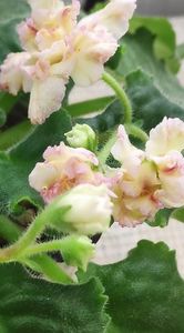 4 apr - AV Zheltaya Rosa