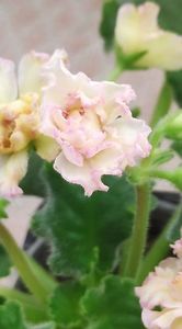 4 apr - AV Zheltaya Rosa