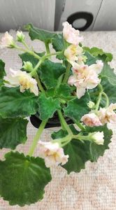 4 apr - AV Zheltaya Rosa