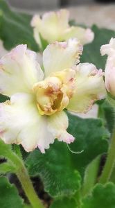 4 apr - AV Zheltaya Rosa