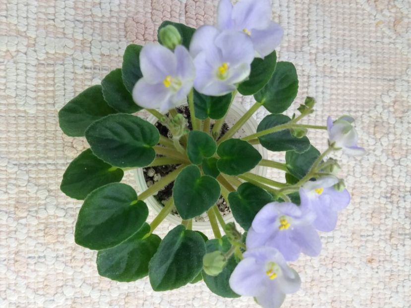 16 mar - LE Son Trava