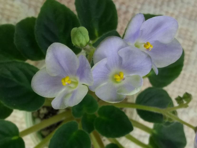 16 mar - LE Son Trava